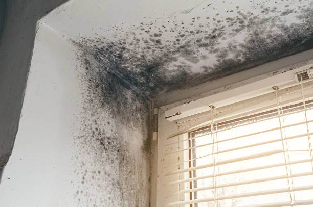 Affordable Mold Inspection And Testing solutions in Takoma Park, MD